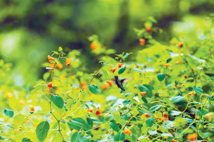 Jewelweed Medicinal Uses: Poison Ivy Soap Recipe